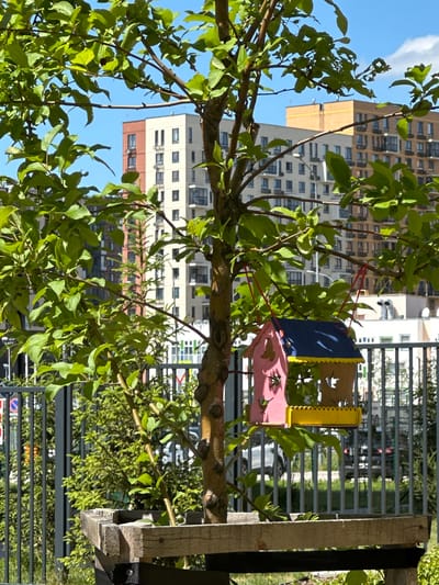 In Znamya Oktyabrya, Russia, on a bright, sunny day, a young tree stands in a wooden planter. The tree has vibrant green leaves and a rough, textured trunk. Suspended from a branch by red cords is a small, colorful birdhouse. The birdhouse is shaped like a miniature house, with a pink front, a blue roof, and a yellow trim. Cut-out shapes of leaves and possibly windows adorn its sides. In the background, several multi-story apartment buildings with contemporary architecture rise against a clear blue sky. A gray metal fence runs across the middle ground, partially obscuring a patch of green vegetation and a few parked cars. The scene captures a moment of urban nature, with the birdhouse serving as a focal point against the backdrop of city development.