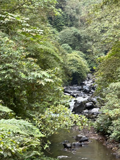The image depicts a narrow, shallow stream flowing over dark, wet rocks in a densely vegetated, natural environment. The water is a murky brown, and the rocks are varied in size and shape, with some partially submerged. Lush green foliage, including ferns and broad-leafed plants, crowds the banks of the stream and extends up the steep slopes on either side, creating a secluded, almost enclosed atmosphere. The overall impression is one of a shaded, damp, and wild natural setting, characteristic of a rainforest or dense jungle. The location is the Les Waterfall in Sawan, Bali, Indonesia.