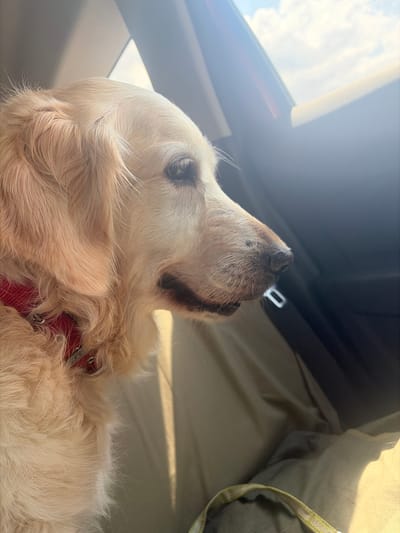 A golden retriever dog with blonde fur and a red collar is looking out of a car window. The dog is positioned in the foreground, facing right. The background shows the interior of a car, including a dark car door and a seatbelt buckle. Sunlight streams in from the window, casting a warm glow on the dog's fur. The environment suggests a journey or commute.