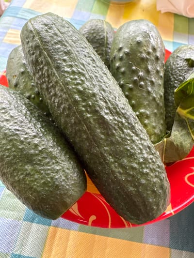 In Подолино Ст, Russia, on a table covered with a checkered tablecloth in shades of blue, green, yellow, and white, a red plate holds several bumpy, dark green cucumbers. The cucumbers are positioned at various angles, filling the plate. The scene is lit from above, casting subtle shadows and highlighting the textured surfaces of the vegetables. No people are visible in the image.