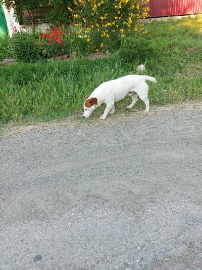 A white and brown Jack Russell terrier dog is on a gravel path next to a grassy area. The dog is sniffing the ground. In the background, there is a garden with red and yellow flowers, green foliage, and a red fence. The scene appears to be in a rural or suburban setting.