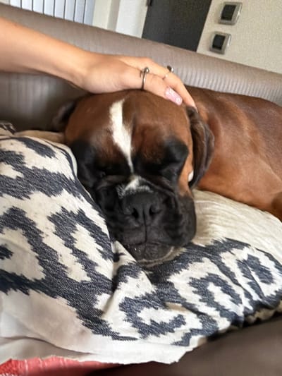 Within an indoor setting in Lissone, Italy, a brindle boxer dog with a brown coat and white facial markings is observed resting or sleeping on a patterned pillow. A human's right hand, featuring light-colored manicured nails with subtle floral decals and two silver-toned rings, is placed gently on the dog's upper back/neck area. The dog's eyes are closed. The dog and the hand rest on a light-colored upholstered surface, likely a sofa or bed. A pillow with a dark blue and off-white ikat-style geometric pattern is partially visible beneath the dog and the hand. In the background, a light-colored wall displays two rectangular, dark-colored electrical fixtures, and vertical elements, possibly from a radiator or window blinds, are present.