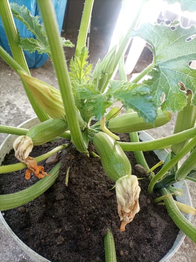 The image shows a close-up of a zucchini plant growing in a white pot filled with dark soil. The plant has several young zucchini fruits developing, which are elongated and light green with faint speckles. Green stems and spiky leaves are prominent. There are also a few dried, withered yellow and orange flowers still attached to some of the developing zucchinis. The scene appears to be outdoors, possibly in a garden or on a balcony, with hints of a greyish concrete surface and a blue tarp or bag in the background. The lighting suggests it is daytime, with sunlight casting bright highlights and creating some lens flare. There is no visible text in the image. The setting is likely a residential outdoor space, potentially in Reda, Poland, given the location context. The overall impression is of a healthy, growing plant with evidence of the flowering and fruiting cycle.