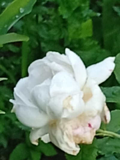 A close-up, slightly blurry shot captures a white flower with ruffled petals amidst lush green foliage. The flower appears to be in focus, with water droplets visible on some of its leaves. The surrounding leaves are a vibrant green, creating a natural backdrop. A hint of pink or reddish hue is subtly visible on the lower petals of the flower, suggesting a possible blush or mark. The image was taken outdoors in Pavlovsky Posad, Russia, likely in a garden or park setting. The lighting is soft, indicating an overcast day or shaded environment.