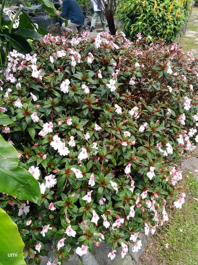 The image shows a lush bush with small white and pink flowers, possibly Impatiens. The bush is dense and well-maintained, with dark green leaves and reddish stems. In the background, a waterfall can be seen, suggesting a park or garden setting. Two individuals, one wearing a dark blue shirt and the other a light-colored shirt and pants, are visible near the waterfall. The environment appears to be outdoors, with a paved walkway and grass surrounding the floral display. The presence of a waterfall and well-kept greenery indicates a landscaped public space. The setting is likely within Laugumba, Indonesia, given the provided context, and could be a botanical garden or park known for its floral displays and water features.