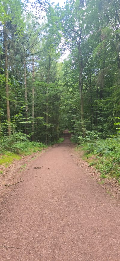 The image depicts a straight, reddish-brown dirt path in a forest. The path is approximately 10-15 meters wide in the foreground and narrows as it recedes into the distance. The path is flanked by dense green trees on both sides, with a few scattered leaves and twigs on the surface. The trees are tall and slender with a canopy of green leaves that partially obscure the sky. In the mid-ground, the path appears to curve slightly to the right and continues into the dense foliage. There are no people or animals visible in the image. The overall environment is that of a natural, wooded area. This path is located in the Harburger Berge, a hilly forest area within the municipality of Seevetal, Germany, known for its extensive hiking and cycling trails.