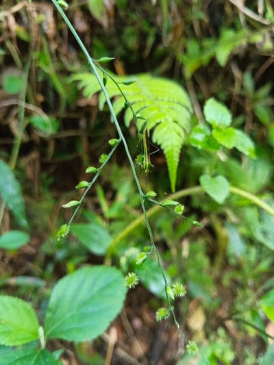 A close-up photograph taken in Mengzi City, China, depicts a slender, green plant stem extending diagonally across the frame from the upper left to the lower right. Along its length, the stem bears multiple small, light green structures: teardrop-shaped buds or leaves in its upper section and spherical, spiky seed pods or flowers, each approximately 3-4mm in diameter, in its lower section. Suspended from this stem, positioned slightly to the right of the vertical center, is an elongated, predominantly light green insect, approximately 3-4cm in length, exhibiting subtle longitudinal yellow markings on its body and slender legs gripping the stem. The background is out of focus, comprising various shades of green foliage, including a prominent light green fern frond in the upper right and broader green leaves in the lower left, indicating a lush, vegetated outdoor environment.