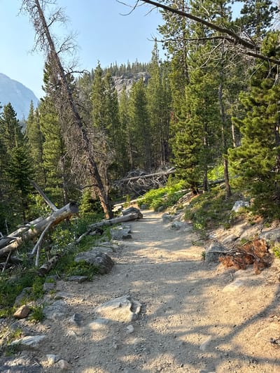 This media file depicts a sun-drenched, dirt hiking trail winding through a pine forest in Estes Park, United States. The perspective is from a low angle, looking up along the path. Lush green pine trees line the left side of the trail, with some dead, gnarled trees interspersed among them, suggesting a natural forest environment that has experienced fires or other natural events. The trail itself is a sandy, dirt path with scattered rocks and debris. Sunlight casts long shadows across the path, indicating it is likely late afternoon or early morning. The sky is a clear, bright blue. In the distance, a mountain range is visible, partially obscured by the trees. The overall impression is one of a peaceful and rugged natural landscape, a typical scene for a hiking trail in a mountainous national park. There is no text visible in the image.