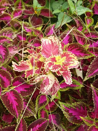 A vibrant cluster of Coleus plants dominates the frame, showcasing their intricate leaf patterns. Leaves range in color from bright pink and deep burgundy to green, with textured edges. A central rosette of leaves exhibits a unique blend of yellow, pink, and cream. Thin, dry grass stems crisscross the foliage. A few green leaves peek from the background, adding depth to the composition.