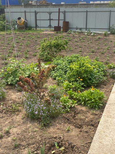 The image shows a backyard garden in Tartat, Russia. In the background, a metal fence encloses the property. To the left, a yellow cement mixer sits on the ground. The garden itself is filled with various plants, including small green bushes, flowering plants with purple and orange blooms, and some reddish-leaved shrubs. The ground is dry, brown soil, with some areas appearing recently tilled. A concrete pathway runs along the right edge of the image. The scene appears to be outdoors on a sunny day.