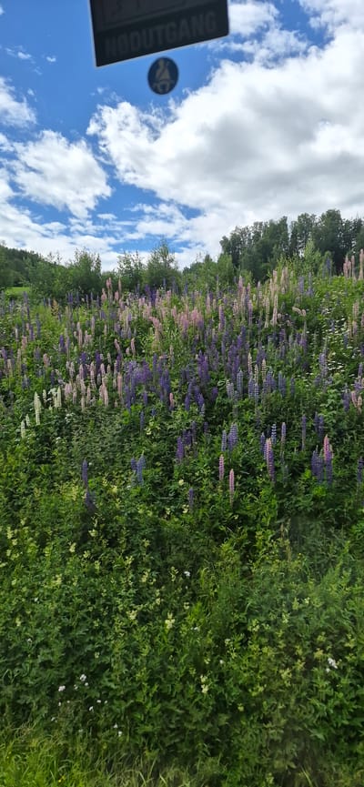 The image shows a field of lupines in various shades of purple, pink, and white, with green foliage surrounding them. In the background, there is a dense forest line under a blue sky with scattered white clouds. A sign with the text "NØDUTGANG" (Norwegian for "EMERGENCY EXIT") and a circular symbol depicting a person with a seatbelt are visible at the top of the image, suggesting it was taken from inside a vehicle looking out. The location is identified as Redalen, Norway. The scene appears to be a natural landscape, possibly a roadside or a meadow. There are no people or animals visible in the image, and no actions or interactions are depicted.