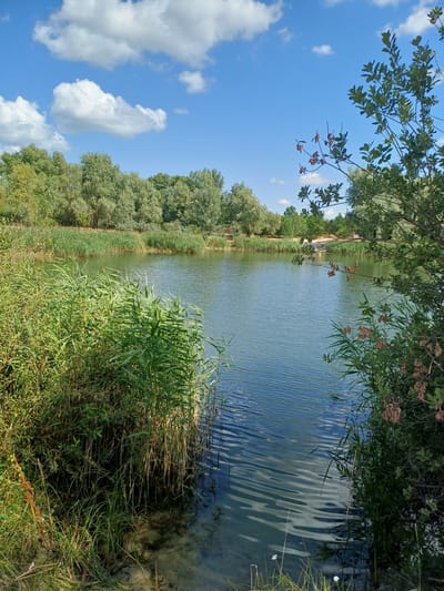 The image depicts a serene lake scene on a sunny day in Vlasivka, Ukraine. The water is calm with gentle ripples, reflecting the bright blue sky dotted with fluffy white clouds. Lush green reeds and tall grass line the shore, creating a dense natural border. In the background, a line of trees forms a verdant backdrop. The overall impression is one of natural tranquility.