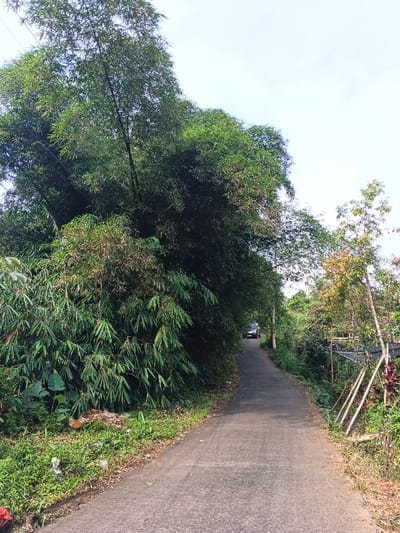 A narrow, paved road winds through a lush, verdant landscape under a bright, clear sky. The scene is dominated by dense tropical vegetation, suggesting a rural or semi-rural setting in Meilangtlang, Myanmar.

On the left side of the road, a massive thicket of tall bamboo trees forms a living wall, their green leaves creating a dense canopy that partially shades the path. Some of the bamboo foliage shows hints of brown or reddish tones. On the right, smaller trees and various bushes with a mix of green and reddish-brown leaves line the road. A rustic structure made of several bamboo poles stands on this side, possibly supporting plants or acting as a small fence, with dark red-leafed plants visible near its base.

The asphalt or concrete road appears well-trodden but slightly worn, curving gently into the distance. At the far end of the visible road, a dark-colored vehicle, possibly an SUV or minivan, is parked or slowly advancing. The sky above is a light blue with scattered wispy white clouds, indicating clear and sunny weather. Along the edges of the road, strips of green grass, weeds, and some fallen leaves are visible, with a small amount of light-colored litter present on the left verge.

The image captures a serene, natural environment bathed in bright daylight, likely late morning or early afternoon. No people are visible, and there is no discernible text.