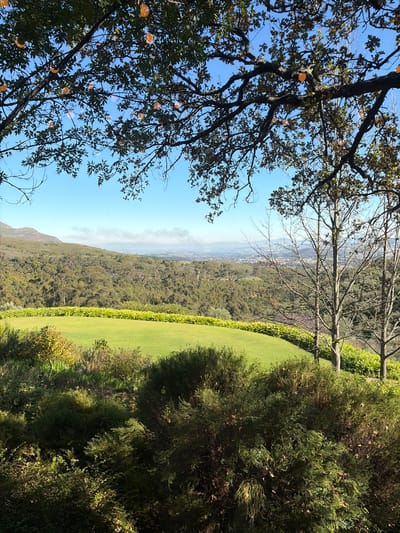 The image shows a landscape view from Stellenbosch Nu, South Africa. In the foreground, branches and leaves of a tree with some orange, orb-like forms obscure the view. Beyond the trees, a sloping landscape is visible, covered with green vegetation and a patch of manicured lawn on a ridge. In the distance, a hazy cityscape can be discerned under a blue sky. The scene is well-lit, suggesting a sunny day.