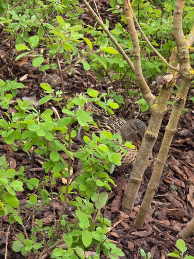 The image depicts a duck nestled in a nest, likely on the ground amidst mulch and low-lying vegetation with small, round leaves. Several branches are visible, with one directly above the duck. There is evidence of feathers near the nest. The location is outdoors. This is most likely in the city of Zweibrücken, Germany.