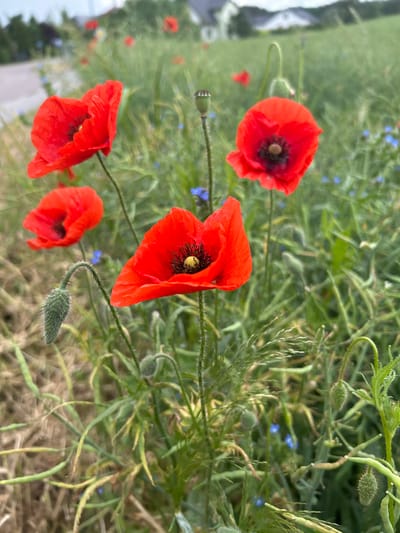 This image depicts a natural outdoor scene in Lubiszewo Tczewskie, Poland, characterized by a dense cluster of red poppies and various green vegetation.
In the foreground and mid-ground, a total of five discernible red poppies (Papaver rhoeas) are present. The most prominent poppy is centered in the lower-middle, displaying four vibrant red petals and a dark, multi-lobed central stigma surrounded by dark anthers. To its upper right, another open red poppy with similar characteristics is visible. On the left side, two additional red poppies are present, positioned in the upper-left and lower-left, respectively, both appearing slightly out of focus. A fifth red poppy is partially visible at the bottom edge. Multiple green, hairy poppy buds and developing seed pods are interspersed among the foliage, including a distinctively curved, hairy bud in the lower-left corner and spherical, spiky seed pods in the lower-right.
The poppies grow amidst a variety of green grasses and other herbaceous plants, including thin, wispy inflorescences. Small, delicate blue flowers are scattered throughout the green vegetation, particularly noticeable in the mid-ground.
The background, appearing blurred, reveals a grey paved surface, likely a road or pathway, on the far left. Beyond the vegetation and road, several light-colored residential structures with dark roofs are partially visible in the distant upper-middle, set against a light, overcast sky.
No human figures, animals, or explicit actions are present within the frame. The scene is illuminated by diffused daylight, casting no distinct shadows.