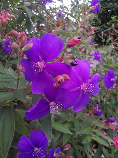 This image captures a close-up, detailed view of a flowering plant in Temse, Belgium, dominated by numerous vibrant purple blossoms and various stages of development. The foreground features multiple open flowers, each exhibiting five distinct deep purple petals and a central cluster of prominent white stamens tipped with reddish-yellow anthers. Interspersed among the mature flowers are smaller, ovate buds, ranging in color from reddish-brown to nascent purple. The plant's foliage consists of dark green, textured, ovate leaves, some displaying minor perforations. The background is rendered out of focus, indicating additional purple flowers and green vegetation, consistent with a dense shrub or garden environment. No individuals, artificial objects, or explicit actions or interactions are present in the frame. The scene is illuminated by natural, diffused light.