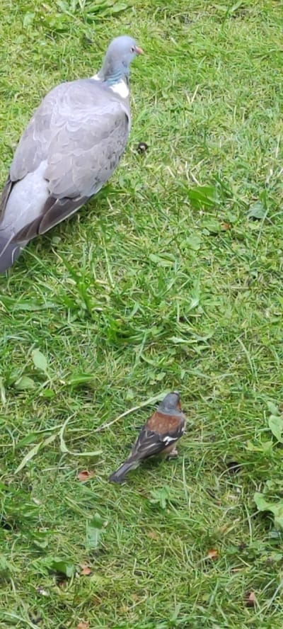 In the city of Rosinka, Russia, two birds are depicted on a patch of green grass. The larger bird, a pigeon, is grey with white markings on its neck. The smaller bird, a finch, is brown and grey with a reddish chest. The finch is positioned in the foreground of the image, while the pigeon is in the background, to the left. The grass is uneven and appears to be a natural setting.