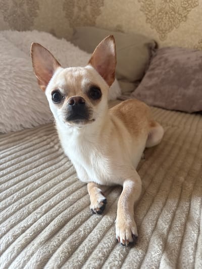 A light-colored chihuahua with large ears and dark eyes is lying on a beige, ribbed blanket on a couch. The dog is looking directly at the camera. Behind the dog are several pillows, including a large white fluffy pillow on the left and a brown pillow on the right. The background wall has a textured pattern. The image does not provide any information about the city of Rustavi, Georgia, or any specific location within a city.