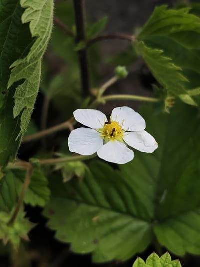 A close-up, eye-level shot captures a single, white strawberry flower in bloom. The flower, with its five delicate petals, is centered in the frame, its yellow pistil and stamens clearly visible. Two ants are actively engaged on the flower, one near the center and another closer to the edge of a petal, suggesting pollination or foraging activity. The flower is surrounded by lush, green strawberry leaves, some of which are in sharp focus while others are softly blurred in the background. A dark, out-of-focus background hints at the natural environment, possibly a garden or wild area. The image does not provide specific information about the location in Sudak, Russia.