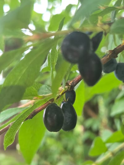 This is a close-up, slightly blurry, naturalistic photograph of several dark blue or black berries hanging from a thin, brown branch. The berries are rounded and appear smooth. They are clustered together on the branch, with some berries overlapping each other. Green leaves surround the berries and the branch, some of which are also slightly out of focus. The background consists of more blurred green foliage and some white highlights, possibly from sunlight filtering through the leaves. The lighting suggests it might be daytime, with natural light illuminating the scene. The image has a shallow depth of field, drawing the viewer's attention to the berries and the immediate stem. There is no visible text in the image. The context of Frolovo, Russia, suggests this is likely a depiction of a plant native to that region, potentially a wild berry bush.
