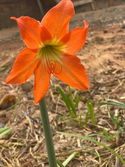 An upright orange Amaryllis flower, with six prominent petals and a yellowish-green throat, is centrally positioned. Yellow-tipped stamens and a curved pistil are visible within the bloom. A single green stem supports the flower, extending downwards out of frame. The immediate background consists of dry, reddish-brown soil, scattered with withered plant matter and sparse green shoots. A blurred, indistinct structure, possibly wooden, is present in the upper right background. This scene is located in Udi, Nigeria.