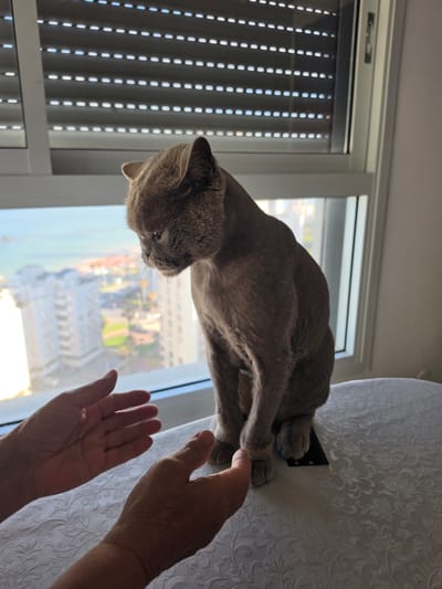 A gray cat is perched on a white patterned tablecloth near a window. The window has horizontal blinds partially covering the view. Outside the window, there is a city with buildings, including a tall building with columns, and a body of water. Two human hands are positioned near the cat. While the general urban features and water elements align with what could be seen in Al Jizah, Jordan, determining the exact location would require analyzing the specific architectural styles and layout of the buildings in the image.