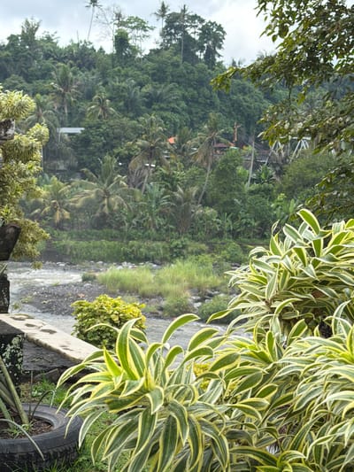 The image depicts a lush, verdant landscape with a river flowing through it, likely in the Klungkung regency of Bali, Indonesia, given the tropical vegetation and architecture. In the foreground, a variegated plant with long, strap-like leaves, streaked with green and yellow, dominates the right side of the frame. This plant is situated near a black tire, suggesting it might be used as a planter, and a stone wall to the left. Behind these elements, a shallow river with rocky banks and flowing water is visible. The middle ground is characterized by dense foliage, including palm trees and other tropical plants, with hints of human habitation, possibly including buildings with orange roofs and a white bridge in the distance, suggesting a populated area nestled within the jungle. The background consists of a steep, densely forested hillside reaching towards an overcast sky. The overall impression is one of a natural, tropical environment with signs of human presence, possibly a resort or residential area along the river. There are no people visible in the image.