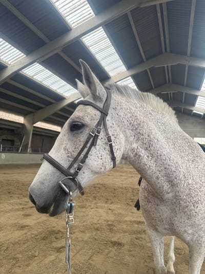 A dappled grey horse stands in an indoor riding arena. The horse is wearing a bridle with a metal bit. The arena has a sandy floor and a corrugated metal roof with skylights. In the background, there are brick walls and some scaffolding. The image appears to be taken in Mouscron, Belgium.
