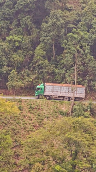 This vertical-format image captures a green truck driving on a paved road through a densely forested, hilly landscape in Nậm Dịch Commune, Vietnam. The scene is viewed from an elevated perspective, looking across or down at the road and the surrounding terrain.
The primary subject is a large, green, cab-over-engine truck with a long, light-colored cargo bed. The cargo bed features multiple evenly spaced rectangular panels or vents along its sides, suggesting it's designed for transporting goods that require ventilation, potentially livestock. The top of the cargo bed appears to be covered with a reddish-brown material, possibly wooden slats or a tarp. On the side of the truck's cargo bed, faint white text is visible, which appears to be a license plate number: "19C 347.05".
The truck is positioned on a paved road that curves through the rugged terrain. The hillsides are covered in lush green trees, creating a verdant backdrop. The foliage appears thick and healthy, indicating a rich natural environment. Some taller, slender trees with bare trunks are interspersed among the leafy canopy. The lighting suggests an overcast or hazy day, providing soft, diffused light without harsh shadows, possibly indicating early morning, late afternoon, or a cloudy sky. The overall impression is one of transportation activity within a remote, natural setting. No people are visible in the image.