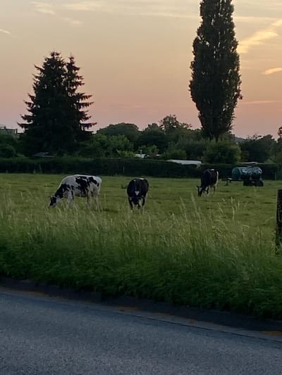 The image depicts a rural landscape, possibly in the vicinity of Rinteln, Germany, at dusk. The sky displays a gradient of soft orange and pink hues. In the foreground, a dark, paved surface, likely a road or path, is visible, bordered by tall, green grass.
The midground features a lush green field where three cows are grazing. One cow, predominantly black and white, stands to the left, facing left and eating grass. Another cow, entirely black, is positioned centrally, also grazing. A third cow, black and white, is further to the right, also facing left and grazing. In the far right of the field, a green water tank on wheels is present.
The background consists of a line of trees, with two prominent evergreen trees on the left and a tall, slender deciduous tree on the right. The general impression is one of a peaceful, rural setting during sunset.