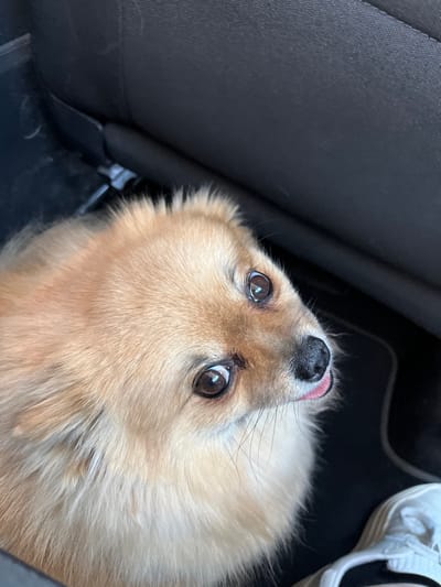 The image displays a small, light brown, fluffy-haired dog, consistent with a Pomeranian breed, situated within a vehicle in Étoile-sur-Rhône, France. The dog's head and upper torso are visible, positioned low in the frame and angled upwards. It possesses dark, round eyes, a black nose, and a small pink tongue protruding slightly from the right side of its mouth. The background features a dark, possibly fabric, car seat occupying the upper portion of the frame, and a dark floor mat in the lower right. A human foot, wearing a white sneaker with white laces, is partially visible in the bottom right corner of the scene, adjacent to the dog.