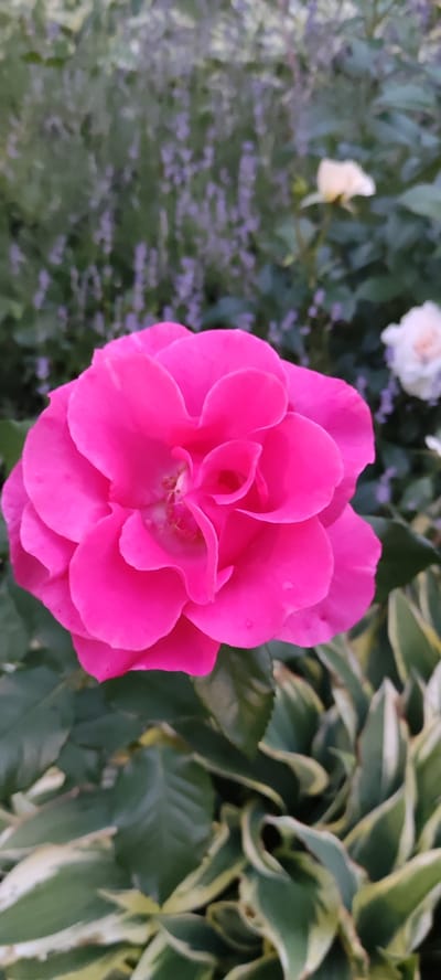 A vibrant pink rose is in sharp focus in the foreground of this outdoor shot. Its petals are ruffled and layered, showcasing a rich, saturated color. Behind the rose, the background is soft and blurred, with hints of greenery and distant, out-of-focus flowers, one appearing pale yellow and another white. The foreground also features lush green leaves, some with variegated edges of white and yellow. The overall setting appears to be a garden. The location is identified as Rosinka, Russia.
