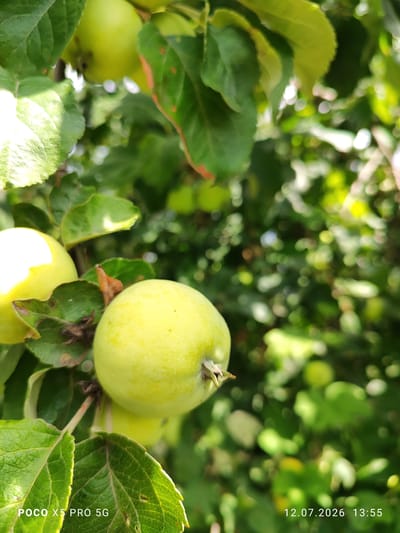 A close-up, eye-level, vertical shot features two unripe apples on a branch, surrounded by green leaves. The apple in the foreground is centered and in focus, appearing light green with a slight sheen. Another apple, slightly out of focus, is visible to its left. The background is a blur of green foliage and dappled sunlight, suggesting an outdoor environment. The lower left corner of the image displays the text "POCO X5 PRO 5G," and the lower right corner shows "12.07.2026 13:55." The scene is consistent with a backyard or garden setting in Lypivka, Ukraine.