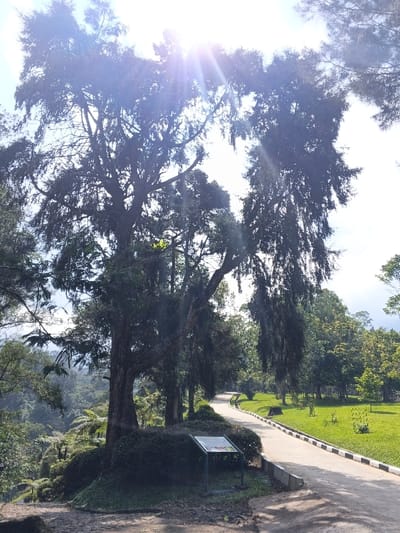 A sunlit view of a park or garden. A paved path with a black and white border curves into the distance, lined by well-maintained green lawns and trees. One large, towering tree dominates the left side, its branches reaching towards the bright sun, with some branches extending horizontally. Below the tree, a small informational sign stands near the path. A hill covered in ferns and greenery slopes down to the left of the tree. Other trees are visible in the distance, adding depth to the scene.