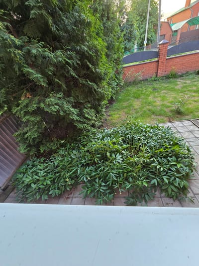 The image shows a close-up view of a residential yard in Starye Tuymazy, Russia. The scene is dominated by lush green foliage from two distinct plants: a large, dense evergreen tree, likely a cedar or cypress, on the left, and a bush with broad, divided leaves to its right. The evergreen has a textured, feathery appearance, while the other plant has a more uniform, leafy structure.
The plants are situated next to a paved area made of large, rectangular tiles, with a visible strip of lawn to the upper left. Beyond the lawn, a brick fence with a dark metal railing separates the yard from a building with a red brick facade and a green roof. The sun is setting, casting a warm glow on the scene and creating soft shadows, suggesting it's late afternoon or early evening. The lighting implies it's a pleasant, clear day.
There are no people or animals visible in the frame. The overall impression is one of a well-maintained garden, possibly a backyard or side yard of a private home. The setting is residential, with the hint of houses and fencing in the background. There is no visible text in the image.