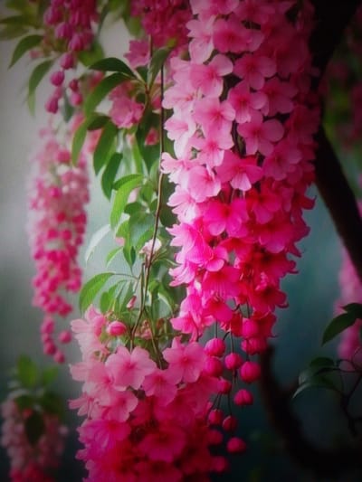 The image displays a close-up, shallow depth-of-field view of cascading clusters of vibrant pink flowers, possibly a variety of wisteria or rhododendron, with interspersed green leaves. The flowers are detailed, showing individual petals and bud formations. The background is blurred, with soft transitions of light and dark, suggesting an outdoor setting. There is no indication of the city of посёлок опытного хозяйства «Ермолино», Russia, or any people, objects, actions, or interactions.