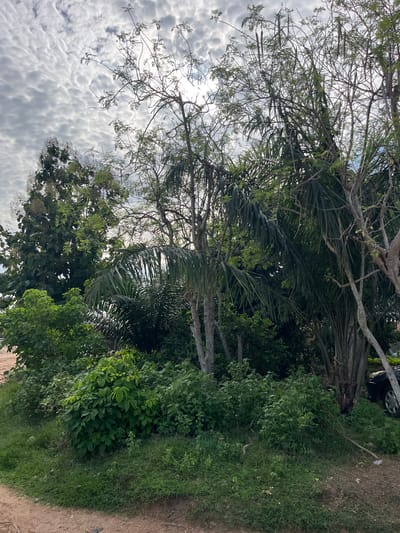 The image captures a vibrant outdoor scene dominated by dense vegetation and a bright, cloudy sky in Osogbo, Nigeria. The perspective looks upwards through a canopy of trees and across an area of lush growth.
In the upper and central portions of the image, various types of trees intermingle. Some feature intricate networks of slender, light-colored branches with sparse green leaves, while others display prominent, large, dark green palm fronds. A multitude of smaller trees and bushes with dense, varied green foliage fill the spaces beneath and between the larger trees.
The sky, visible through and above the tree canopy, is largely covered by textured, white and grey clouds, suggesting an overcast but bright daytime. Sunlight filters through the clouds, illuminating parts of the sky and creating bright spots.
The lower right side of the image shows a section of a dirt path or bare earth, with patches of green grass and other low-growing plants. A few small pieces of debris, including a light-colored stick, are visible on the ground. A partial view of a dark-colored vehicle, specifically a wheel and part of its body, is seen at the very top edge of the dirt area, partly obscured by foliage.
No specific activity or event is taking place, and no people are visible. The scene conveys a sense of natural tranquility typical of a tropical environment. There is no visible text.
