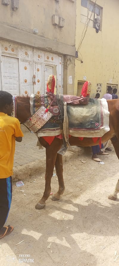 In Tudun Wazurchi, Nigeria, a brown equine, likely a horse or donkey, stands facing left on an unpaved, sandy street. The animal is equipped with an ornate saddle, comprising a multicolored blanket in red, green, and white patterns, overlaid with a more elaborate dark red and silvery-gold saddle structure. A decorative metallic, possibly silver, filigree panel is attached to the left side of the saddle. Two red and gold ceremonial boot-like elements protrude vertically from the saddle's top. Red triangular fabric fringes are visible beneath the blanket.

A person, with their back to the viewer, stands on the left side of the frame, near the equine's head. This individual wears a bright yellow short-sleeved shirt and dark pants with blue vertical stripes. Their feet are covered by brown sandals.

The background features two buildings. On the left, a light beige or tan-colored building presents a large, weathered white double metal gate adorned with circular patterns and some faint markings. Above the gate, the wall exhibits concrete ledges and a caged white wall light. Adjacent on the right, a brighter yellow building features a multi-paned window, from which a white fabric or bag hangs. Electrical wires are strung across this wall, connecting to a junction box. The ground is a mix of dirt and sand, with scattered refuse including plastic wrappers. In the far right background, several indistinct individuals are partially visible. The scene is brightly illuminated by direct sunlight, casting distinct shadows of the equine and other objects onto the ground.
