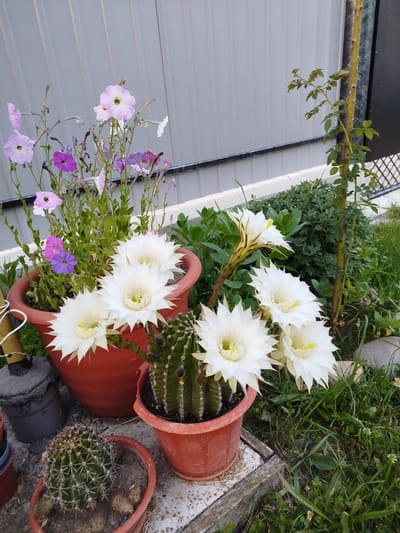 A medium shot captures a collection of potted plants, including cacti and petunias, arranged in an outdoor setting. In the foreground, a small, spiky cactus sits in a terracotta pot, surrounded by dry soil and pebbles. To its right, a larger cactus with prominent white flowers, each with yellow stamens, is also in a terracotta pot. Behind these, a larger terracotta pot overflows with vibrant petunias in shades of pink and purple, their delicate petals contrasting with the spiky cacti. The background features a grey, corrugated metal fence and lush green grass. A thin, spindly tree with small leaves, possibly a young rose bush, stands to the right, its bark a pale yellow. The scene is devoid of people. The lighting suggests it is daytime.