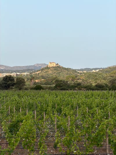 The image depicts a vineyard in the city of Artà, Spain. The foreground is filled with rows of lush green grapevines, supported by wooden stakes and horizontal wires. The vines are leafy and healthy, with some small clusters of grapes visible. Small white and blue wildflowers are scattered amongst the vines. In the middle ground, a variety of trees and vegetation create a rolling landscape, including a prominent palm tree. Further in the background, a cluster of buildings, likely part of the city of Artà, are nestled on a hillside. At the crest of the hill, a large, light-colored building with a red-tiled roof, possibly a historic structure or monastery, stands prominently against the clear, pale blue sky. The overall scene is serene and pastoral, bathed in natural light.