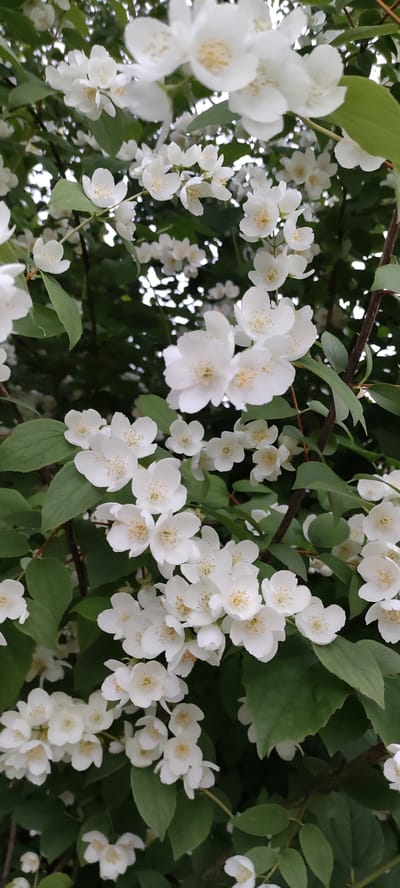 This media file is a close-up, eye-level, vertical shot of a branch laden with blooming white jasmine flowers and green leaves. The flowers are the primary subject, with many individual blossoms clustered together, creating a lush and abundant display. The petals are delicate and star-shaped, with a yellowish center. The green leaves provide a vibrant backdrop, some in focus and others blurred, adding depth to the image. The scene is set outdoors, likely in a garden or park, given the natural growth of the flowering branch. The lighting suggests it is daytime, possibly overcast or dappled light filtering through the foliage, as there are no harsh shadows. There is no visible text. The overall impression is one of natural beauty and the freshness of spring or early summer. The setting of Rosinka, Russia, provides a geographical context for the flora depicted.