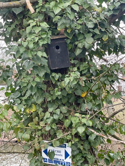 The scene depicts a tree trunk in Holtzheim, France, heavily covered by dark green ivy with visible dark berries. A weathered, black wooden birdhouse is affixed to the tree, positioned slightly to the left of the trunk's center, featuring a single circular entrance hole on its front panel. Below the birdhouse, a partially obscured white and blue sign is attached to the tree. The visible text on the sign includes "ASSOCIATION AGRÉÉE" and "PÊCHE INTERDITE" (Forbidden Fishing), with a white arrow pointing left and a fish icon. The background shows bare tree branches against an overcast sky, and a body of water is partially visible in the lower-left corner, suggesting a waterside location. No individuals, animals, or active interactions are present in the image.