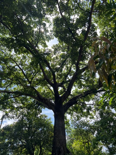 The image is a low-angle shot looking up at the canopy of a large, mature tree with a thick trunk. The tree has a sprawling network of branches covered in lush green leaves. Sunlight filters through the leaves, creating a dappled effect and casting sunbeams into the frame. The sky is visible through the gaps in the foliage, with patches of blue and some white clouds. The overall impression is one of dense, natural greenery and the bright, natural light of a sunny day. This scene is situated in Amapalita, El Salvador.