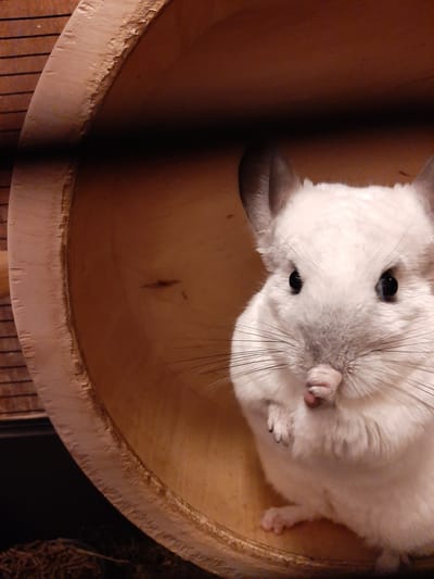 A close-up, eye-level, indoor shot captures a white chinchilla peeking out from a wooden hamster wheel. The chinchilla is positioned in the center right of the frame, with its face and front paws visible. Its ears are erect and gray, and its large, dark eyes gaze directly at the camera. Long, thin whiskers extend from its muzzle. The chinchilla's fur is a soft, fluffy white. Its pink nose is slightly upturned, and a tiny pink tongue is visible. One of its front paws is raised, touching its nose area. The wooden hamster wheel is light brown with a rough, textured interior surface. The background consists of dark shadows and a hint of a darker, textured surface to the left of the wheel. The scene is devoid of any explicit location markers for Kolpino, Russia, making it impossible to determine its presence there.