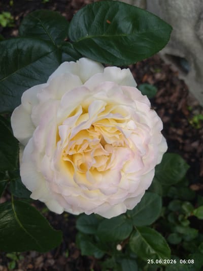 A close-up, eye-level shot focuses on a fully bloomed, light-colored rose, possibly white with subtle pink tinges on its outer petals. The rose exhibits a dense arrangement of petals, with the center appearing more tightly curled and a pale yellow hue. Dark green, textured rose leaves surround the flower, some partially obscuring it. The background is blurred, showing dark soil, mulch, and hints of other green foliage. A date and time stamp, "25.06.2026 06:08," is visible in the lower right corner of the image. No people or specific landmarks of Zavodske, Ukraine are identifiable.