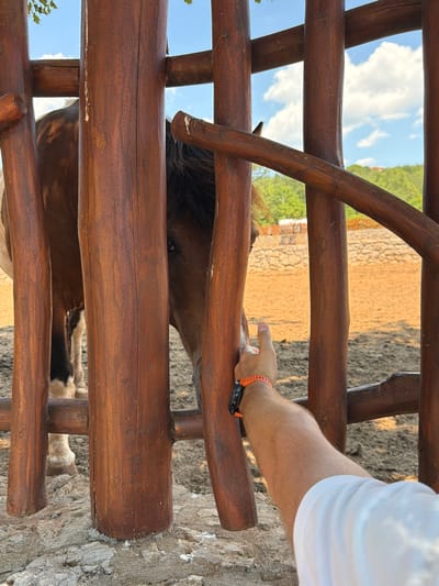 A person's arm, wearing a white t-shirt and an orange watch, extends into a wooden enclosure, reaching towards a brown horse. The horse peeks through the wooden bars, its eye visible. The enclosure has a rough stone base and is surrounded by a dusty, sandy area. In the background, green hills rise under a bright blue sky with white clouds. The scene appears to be outdoors, possibly a stable or paddock. The location is identified as Zagora, Montenegro.
