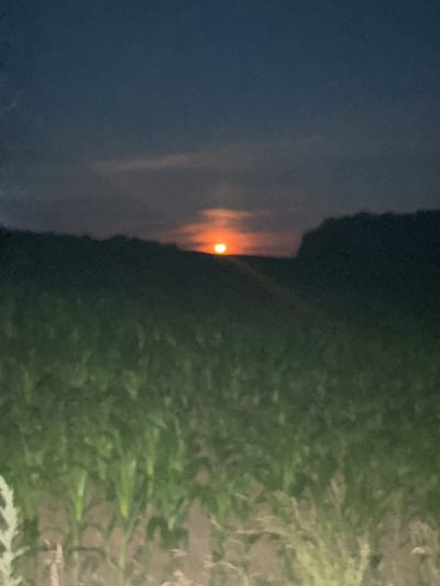 A hazy, low-angle outdoor shot depicts a field of green plants in the foreground, possibly corn stalks, stretching towards a dark, hilly horizon. Above the horizon, a small, bright orange orb, likely the sun or moon, is visible, partially obscured by clouds. The sky transitions from a deep blue at the top to a lighter shade near the horizon, with subtle cloud formations. The image appears to have been taken at dusk or dawn, given the low light conditions and the color of the celestial body. No people, animals, or man-made structures are clearly discernible within the frame, suggesting a rural or agricultural setting. The overall impression is one of natural landscape at a transitional time of day.