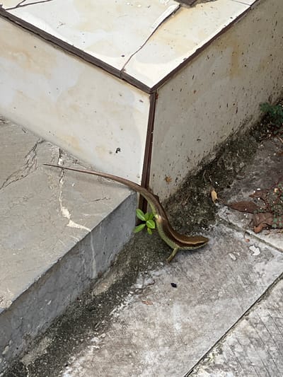 A brown and green lizard with a long tail is positioned on a cracked concrete surface, near the corner of a tiled structure. The lizard is facing towards the right of the frame, with its body angled slightly upwards. A small green plant is visible near the lizard's rear. The environment appears to be an outdoor area with varied concrete and tiled surfaces, suggesting a walkway or patio. There are also some dry leaves and debris scattered on the ground. The scene is well-lit, indicating daylight. The location is identified as 2 Ward, Hà Giang City, Vietnam.