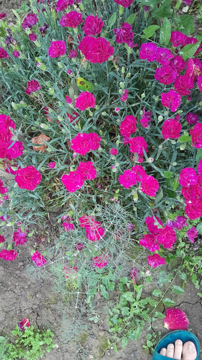 In Leshnitsa, Bulgaria, a close-up, overhead shot captures a patch of vibrantly pink carnations, some in full bloom and others as buds, interspersed with the plant's grey-green foliage. The flowers and leaves are speckled with water droplets, suggesting recent rain. The ground beneath the flowers consists of dry, cracked earth with patches of sparse green weeds. A single, fallen pink petal rests on the soil near the bottom right corner, alongside a portion of a blue sandal with a person's toes visible.